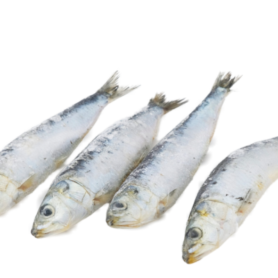 Sardines